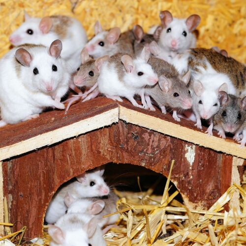 Pokarm dla myszy – jak dokonać najlepszego wyboru?